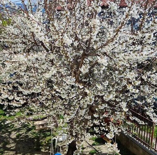 Casa Serendipity * Trieste